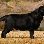 BISS AmCH Wit’s End Jacks Or Better At Blackwing