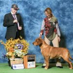 CH IRON HILL’S TRUSTY ONE 1