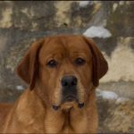 CH IRON HILL’S TRUSTY ONE