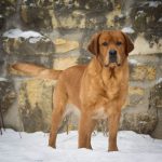 CH IRON HILL’S TRUSTY ONE 5