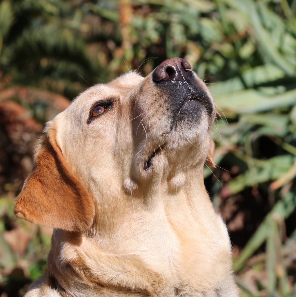 Comprehensive Health Screening