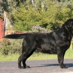 GCH Elkens Leo SH CGC