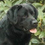 Multi BISS AmCH Blackwing Superfine 1