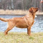 NAIROBE RED ROSE OD HIMALAJSKEHO CEDRU CAC