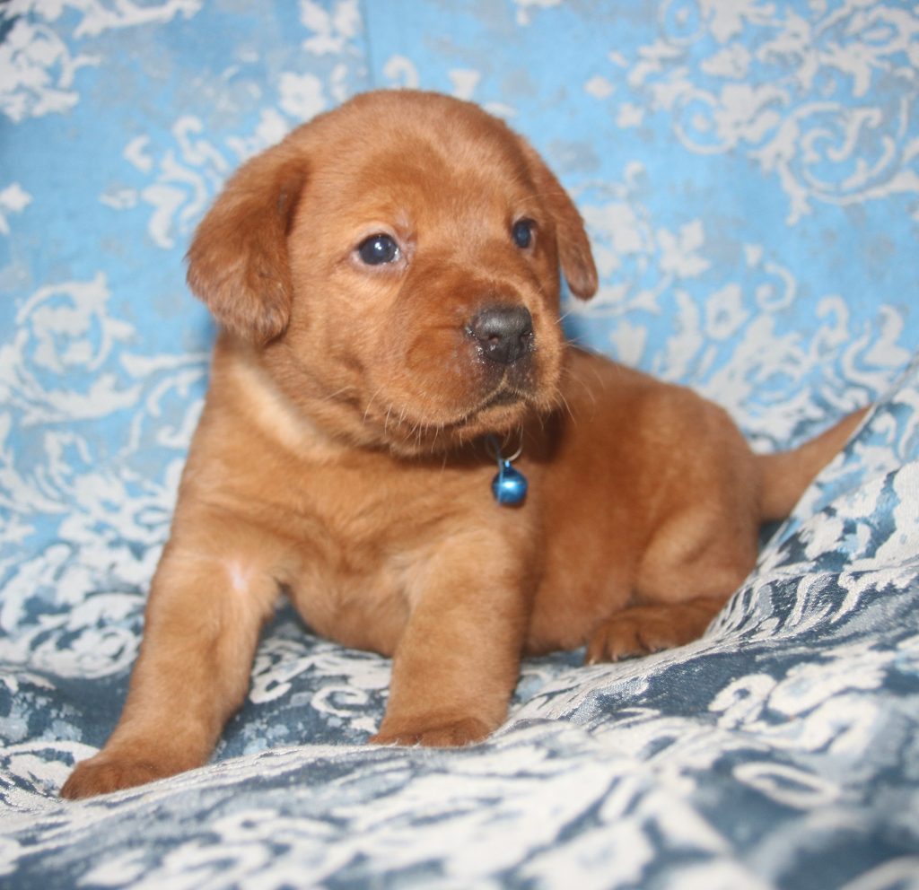 Premium Labrador Puppy Placement